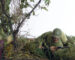 In Ambush! US Airborne in Normandy Vignette